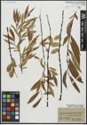 Foto von Salix acutifolia Willd.